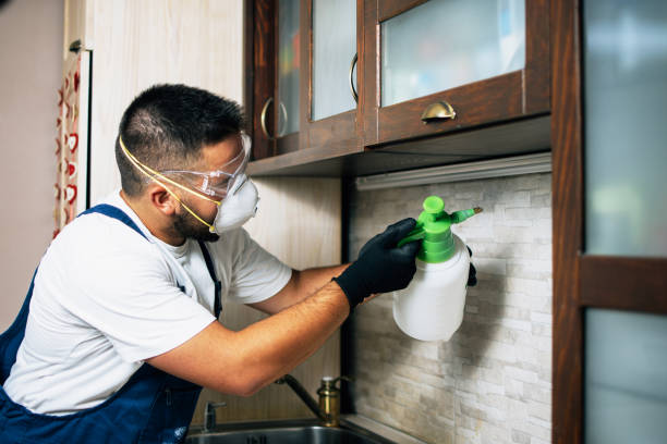 Best Local Pest Control Services  in Colma, CA