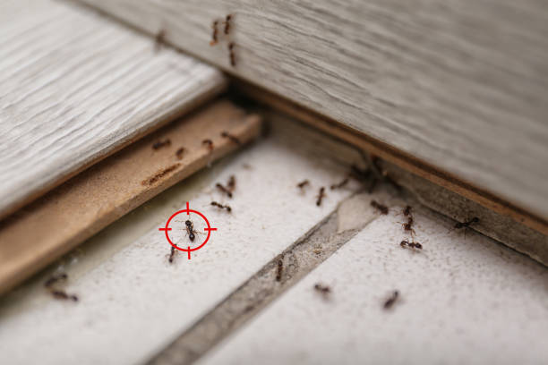 Wasp Removal Services in Colma, CA