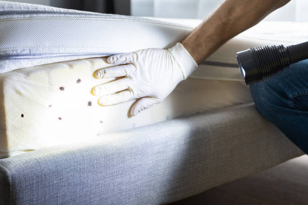 Best Emergency Pest Control  in Colma, CA
