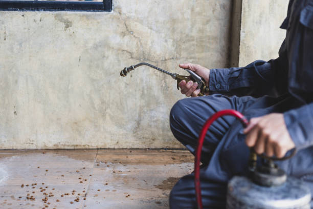 Best Rat Extermination Near Me  in Colma, CA