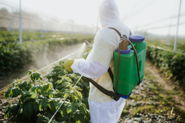 Best Affordable Pest Control Services  in Colma, CA